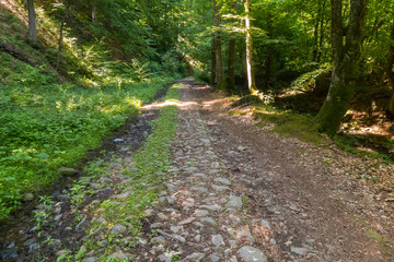 Fototapeta na wymiar An extensive stone road leading into the depths of the forest with trees on either side