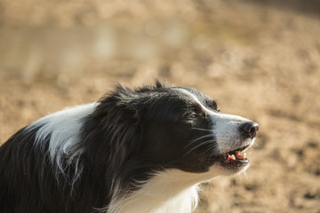 Fototapeta premium portrait of Border Collie dog on a walk in belgium