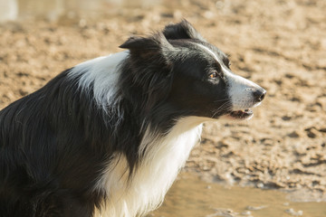 portrait of Border Collie dog on a walk in belgium