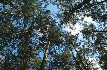 Obraz premium Trees in the forest