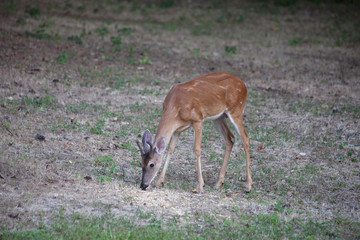 deer eating corn