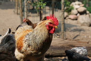 Farbenfrohe Hühner im Sommer