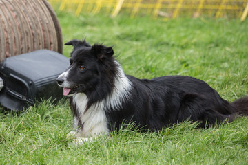 portrait of Border Collie dog on a walk in belgium