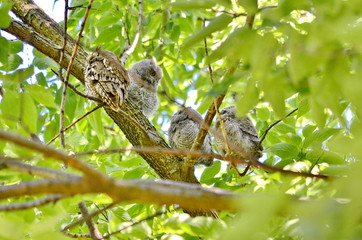 Young Eastern Screech Owls - Owlets with adult