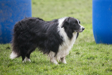 portrait of Border Collie dog on a walk in belgium