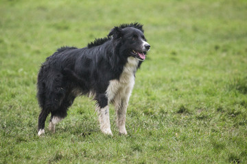 portrait of Border Collie dog on a walk in belgium
