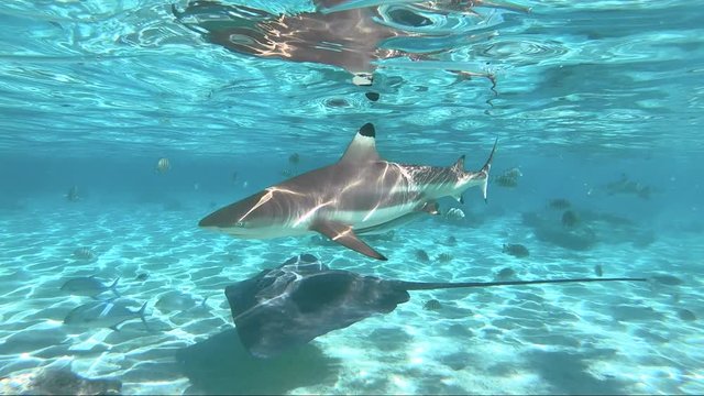 snorkeling in Pacific ocean, French Polynesia