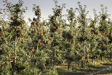 Fototapeta premium Red apples on the branches