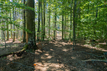 a path in the forest with the trees a tender young green foliage and the rays of the sun making the way from above