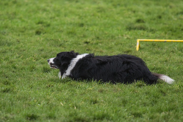 portrait of Border Collie dog on a walk in belgium