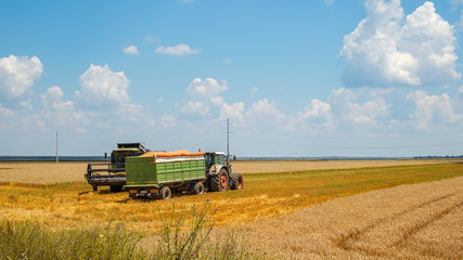 Obraz premium Harvest machine loading seeds in to trailer