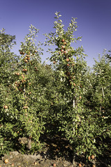 Red apples on the branches