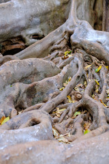 The roots of the fig tree, giant hibiscus. Centuries old Strong and able to cling to soil.