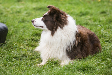 portrait of Border Collie dog on a walk in belgium