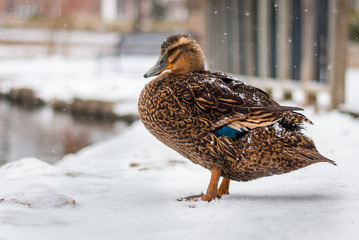 duck in winter