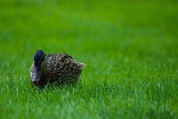 One beautiful duck on the green grass