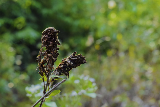Natural dry flower