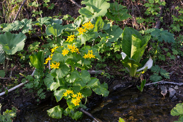 Image of yellow spring flowers called Marsh-marigold on the banks of the creek. Caltha palustris.