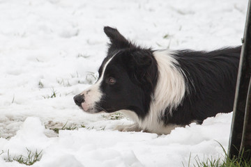 portrait of Border Collie dog on a walk in belgium