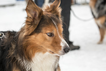 portrait of Border Collie dog on a walk in belgium