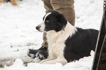 portrait of Border Collie dog on a walk in belgium