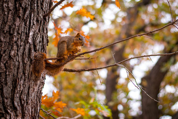 Squirrel on branch