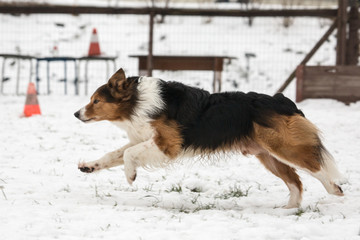 portrait of Border Collie dog on a walk in belgium