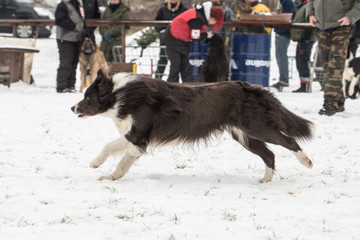 portrait of Border Collie dog on a walk in belgium