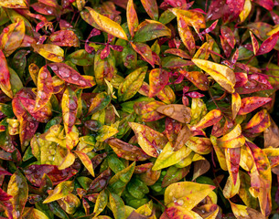 Colorful leaves