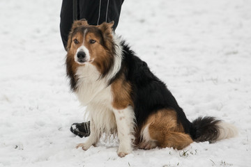 portrait of Border Collie dog on a walk in belgium