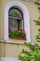 Fototapeta na wymiar Beautiful multi-colored blooming flowers in a large flowerpot are on display in an open window