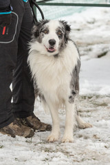 portrait of Border Collie dog on a walk in belgium