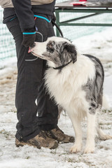 portrait of Border Collie dog on a walk in belgium