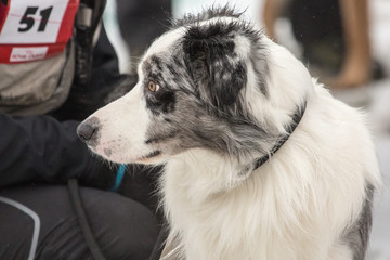 Fototapeta premium portrait of Border Collie dog on a walk in belgium