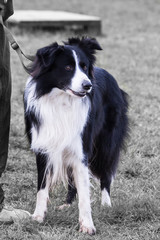 portrait of Border Collie dog on a walk in belgium