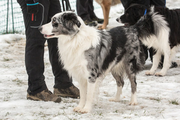 portrait of Border Collie dog on a walk in belgium