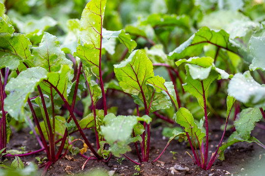 Rote Beete mit Wassertropfen