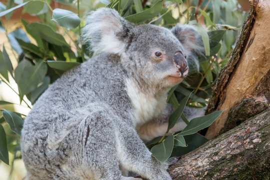 Koala (Phascolarctos cinereus) Koalabär