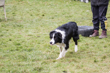 portrait of Border Collie dog on a walk in belgium