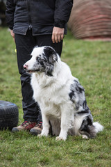 portrait of Border Collie dog on a walk in belgium