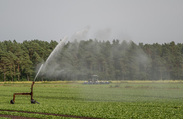 Bewässerung von Salatpflanzen während der Trockenheit in Niedersachsen