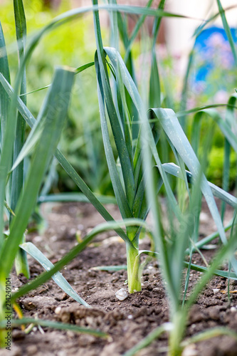 Lauch In Garten Stock Photo And Royalty Free Images On Fotolia