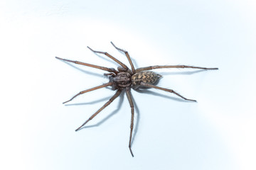Große Hauswinkelspinne (Tegenaria domestica)