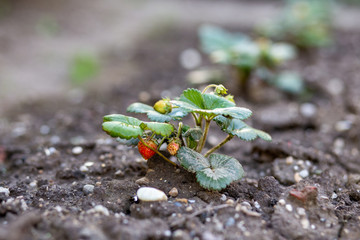 Erdbeerpflanze in Gemüsegarten