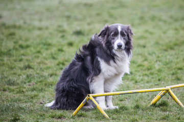 portrait of Border Collie dog on a walk in belgium