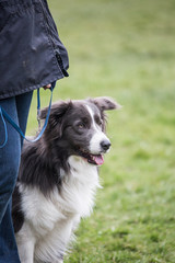 portrait of Border Collie dog on a walk in belgium