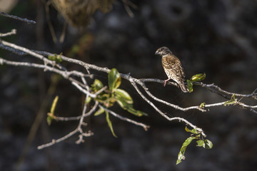 Cut-throat finch in Kruger National park, South Africa ; Specie Amadina fasciata family of Estrildidae