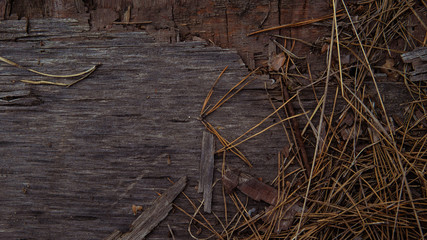 the texture of the tree