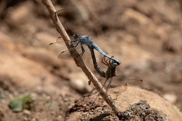 two dragonflies in mating