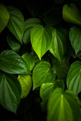 Fototapeta na wymiar Green betel leaves in dramatic tone